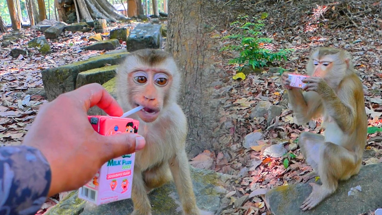 🥜 Helping Hungry Monkeys! Lily, Lila & Leo Enjoy Milk & Peanuts🐒🍼🙈💞