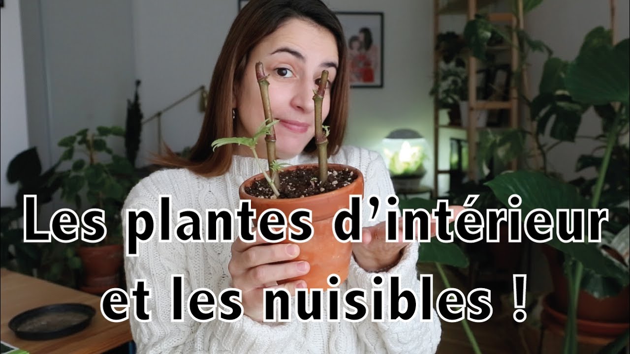Plantes d'intérieur et nuisibles : mes conseils et mon expérience pour les éliminer ! | Vertbobo