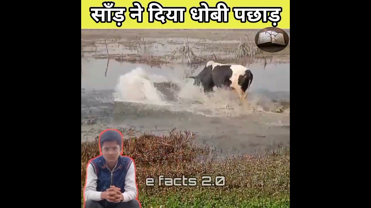 Saand ne bata diya baap baap hota hai || Bull fight video || #shorts ||