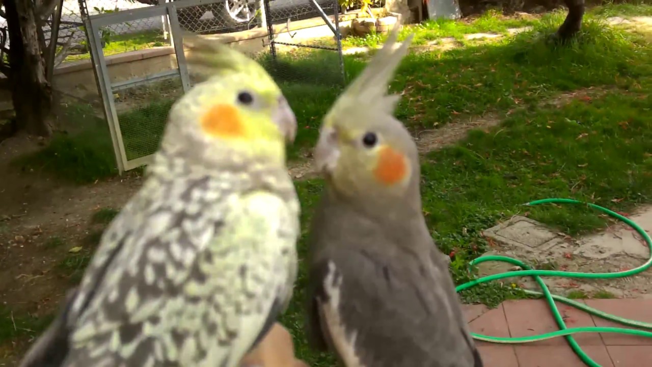 Cockatiel flying outside