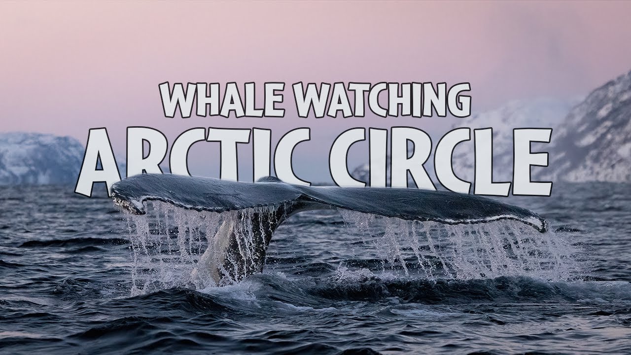 Whale Watching in Arctic Norway | Skjervoy | 4K Film.
