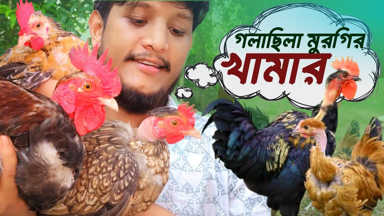 অল্প পরিসরে গলাছিলা দেশি মুরগির খামার শুরু করলাম | Sojib Brother