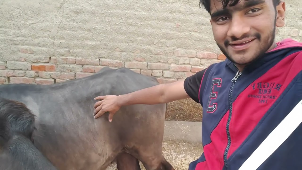 भैंसो के बाल katwa diya 😅