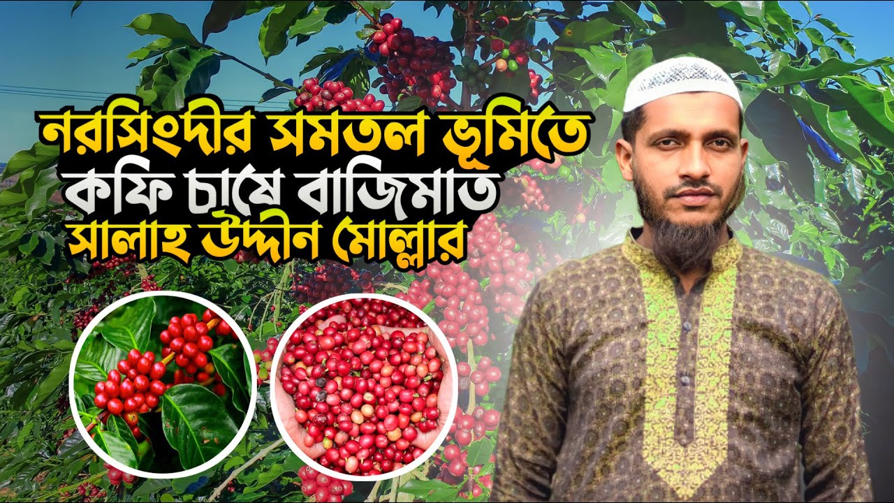 বাংলাদেশে কফি চাষে সফলতা | কফি চাষ পদ্ধতি | বাংলাদেশে কফি চাষ | coffee cash | কফি বাগান