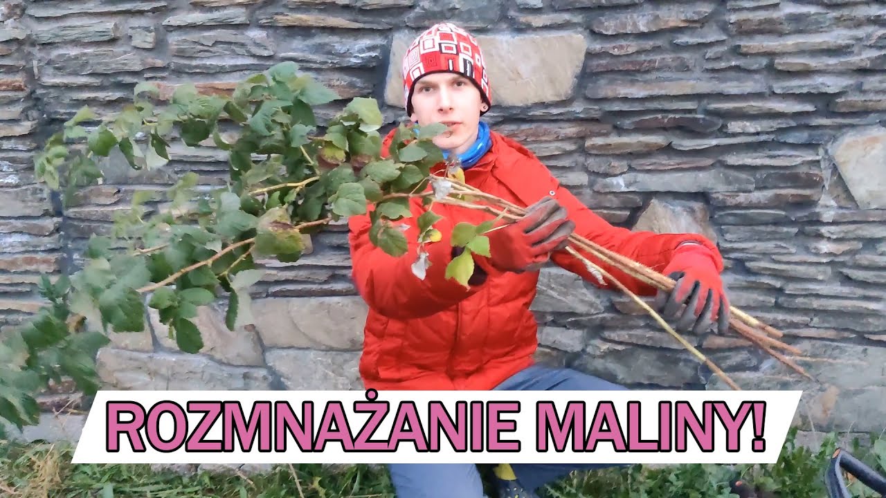 ROZMNAŻANIE MALINY 1-ROCZNEJ I 2-LETNIEJ (wiosną i jesienią)