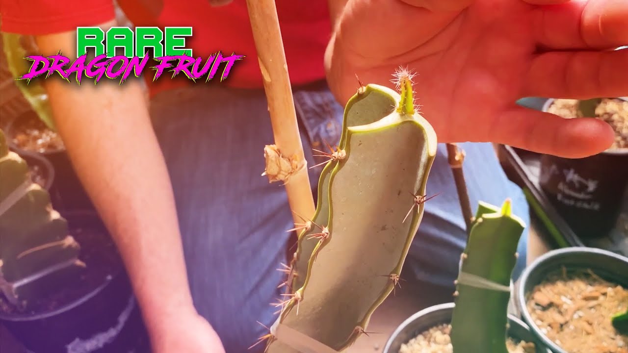 DRAGON FRUIT GRAFTING MEGA MIX ( Flat Graft, Drill Bit Method, Seedling Grafts and More )