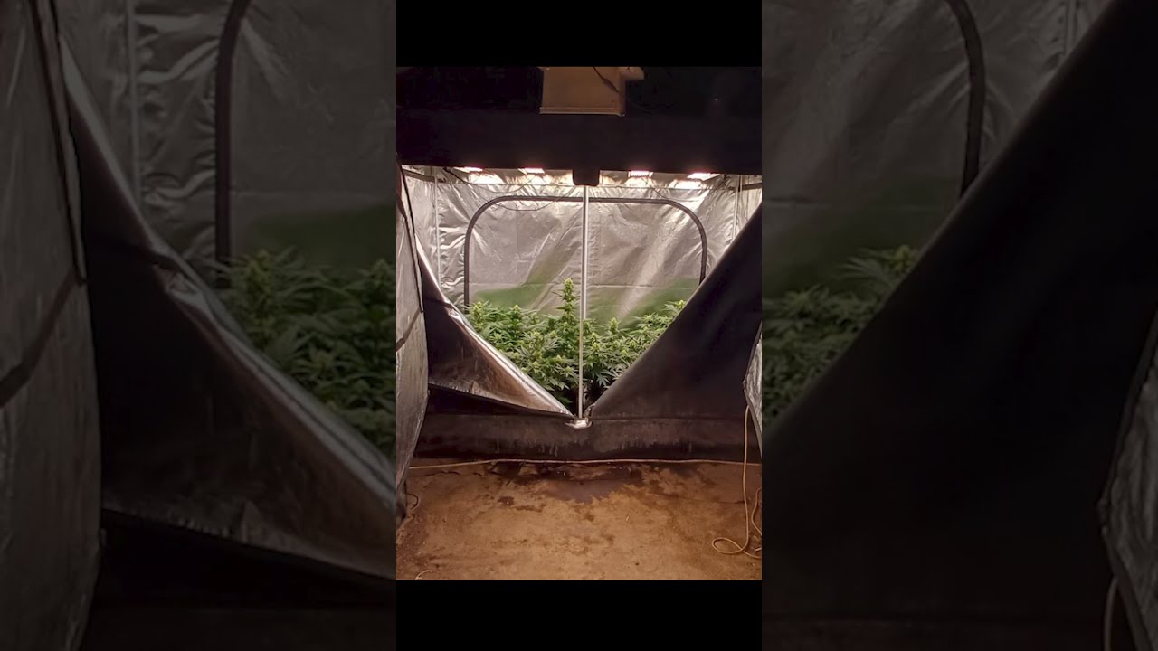 Marihuana &uuml;ltetv&eacute;ny a pinc&eacute;ben  DELTA #shots #felkapott #cop #foryou #police #rendőrs&eacute;g #hivat&aacute;s