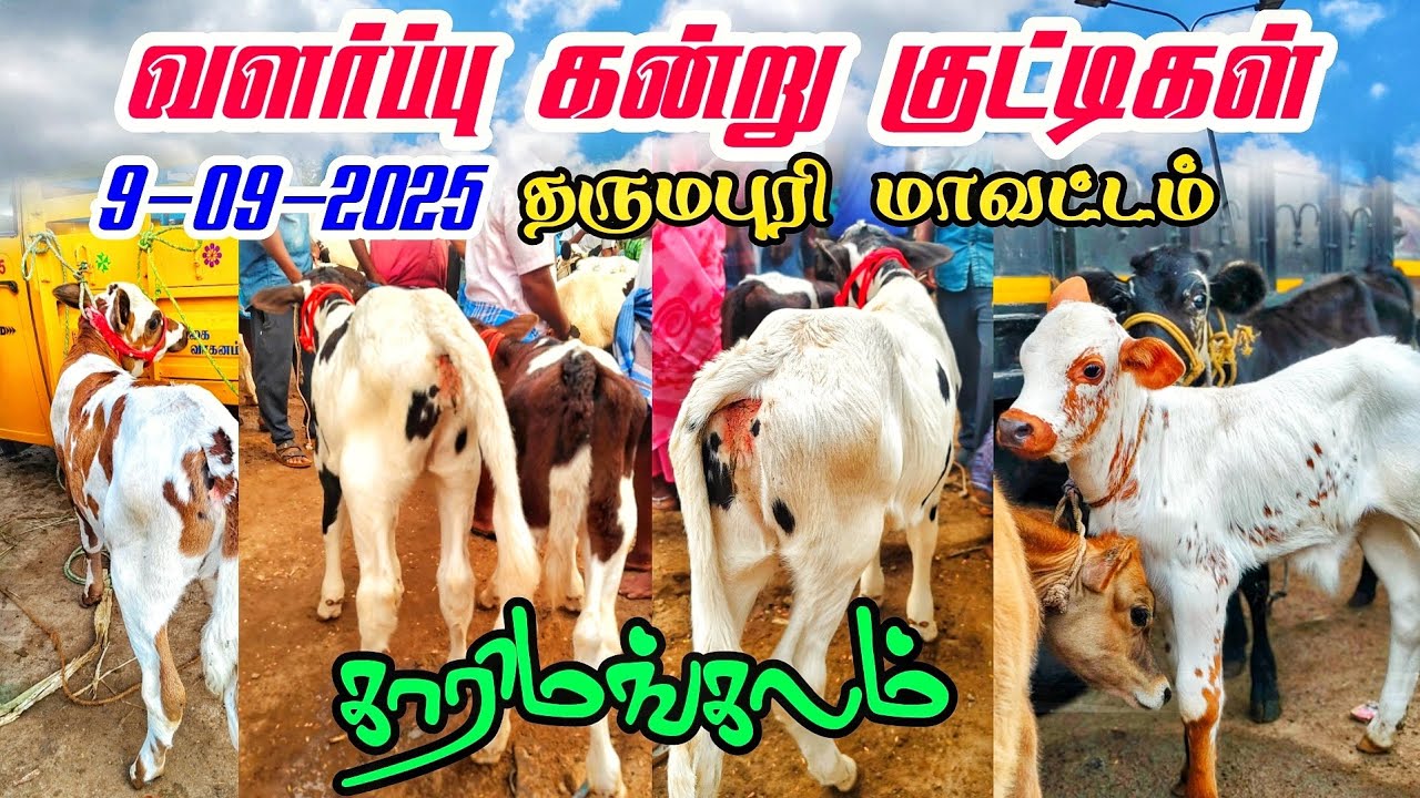 9-09-2025 வளர்ப்பு கன்று குட்டிகள் karimangalam cow market Dharmapuri district price details 