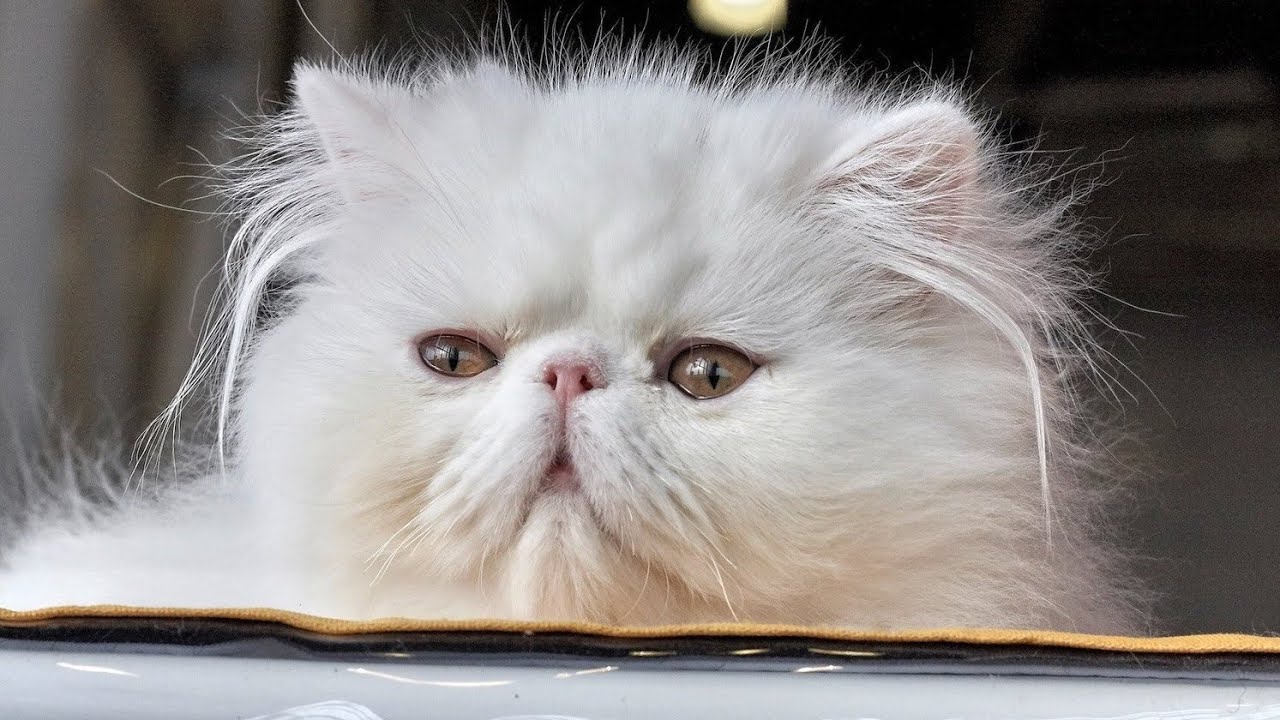 Persian Cat Price in Lahore   | Tollinton Market Lahore | Pet Market | Cat Shop | MMB pet lover