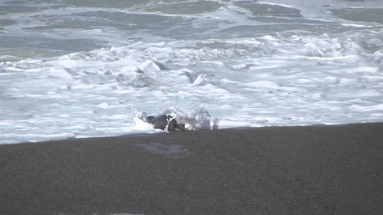 Harbor Seal's Catch