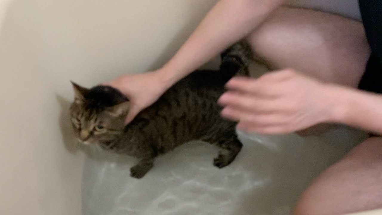噛みつき凶暴猫を水責めしてやった結果...