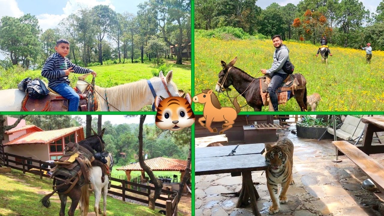 CABALLOS TIGRES Y ORDE&Ntilde;ANDO VACAS EN MAZAMITLA  🐎 🐅 🐄 / Grillo La Duda