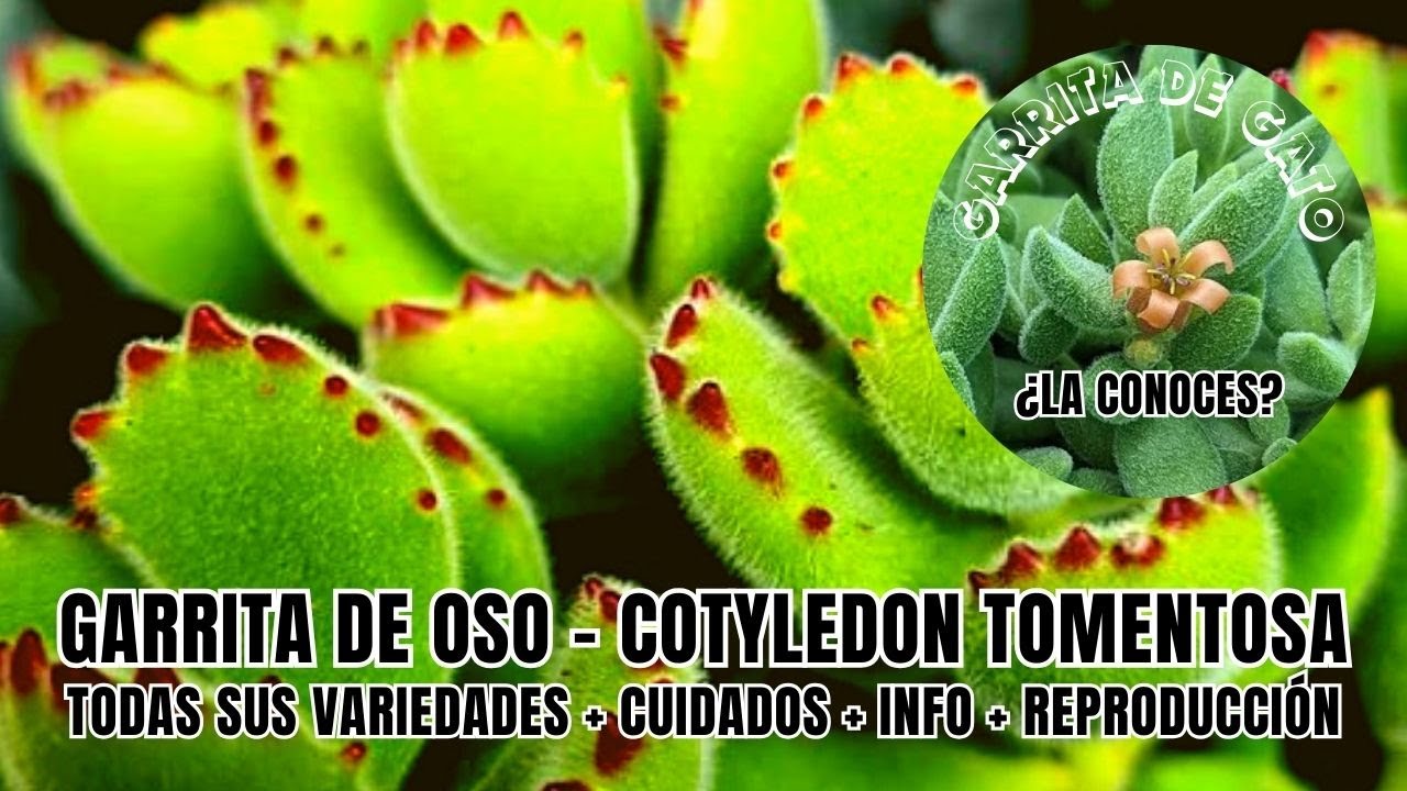 Cotyledon tomentosa (Garrita de oso) + Suculenta Garrita de gato ¿la conocen? ¡se las muestro!