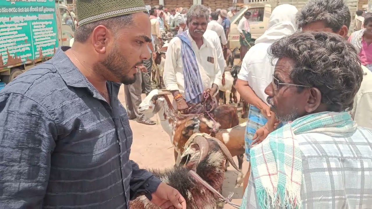 हैदराबाद बकरा मंडी 2025 जबरदस्त वीडियो |Hyderabad goat  Mandi Telangana