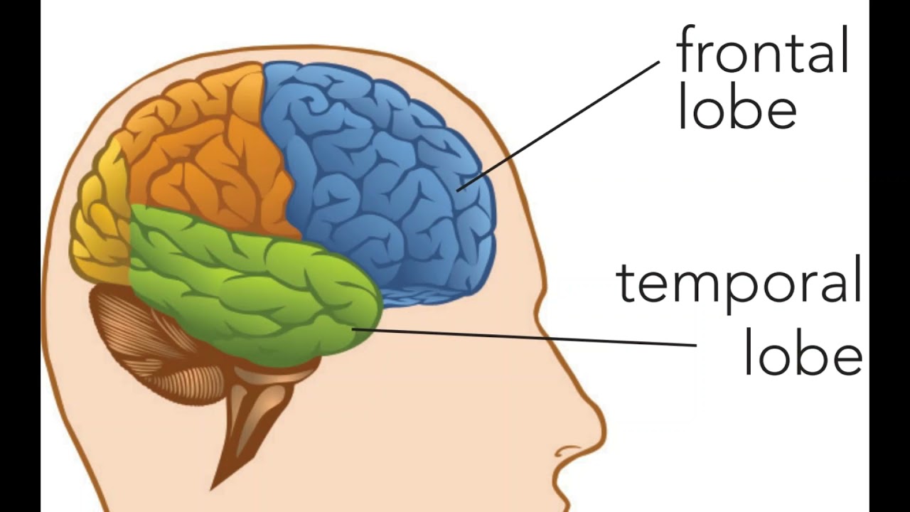 984 Hz : Temporal lobe (RIFE Healing Frequency)