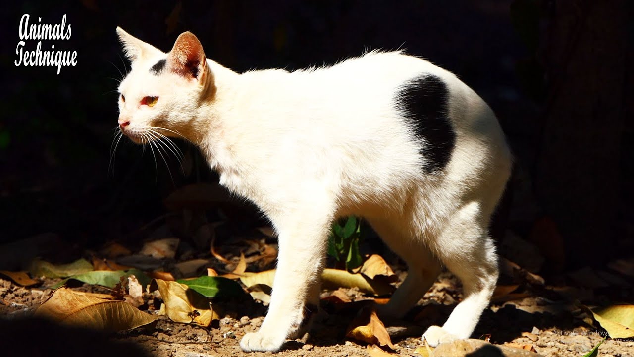 Feral homeless cat is walking by the lake
