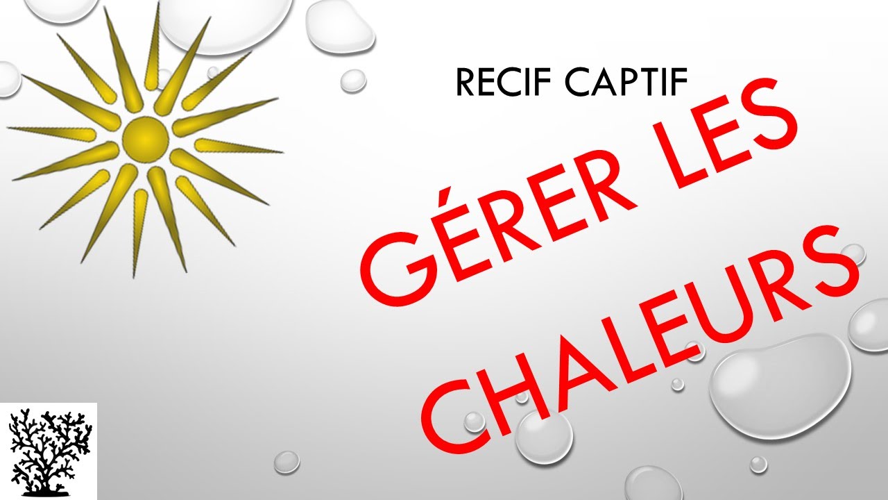 Gérer les chaleurs de l'été - Mr Recif Captif #57