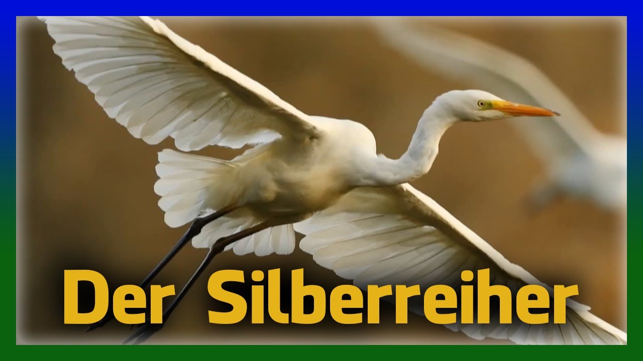 Der Silberreiher | eleganter Flug und erfolgreicher Fischfang
