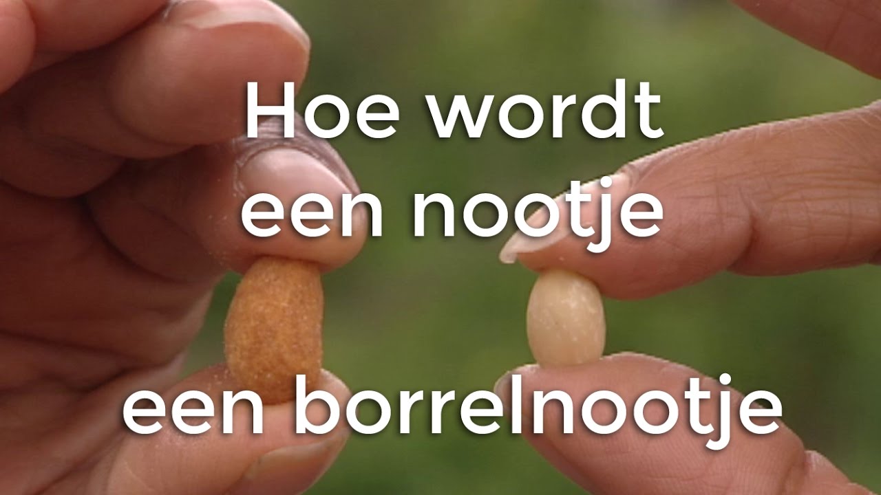 Hoe worden borrelnoten gemaakt? | Doen Ze Dat Zo?