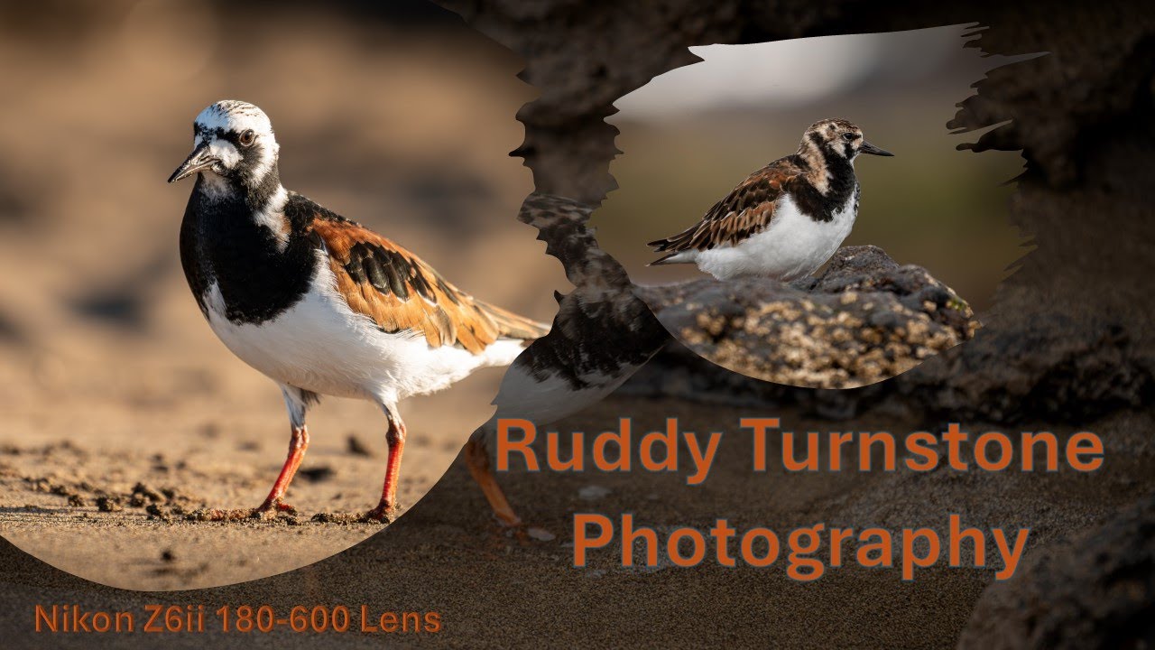 Irish Wildlife and Nature. Ruddy Turnstone Photography / Nikon Z6ii 180-600 lens