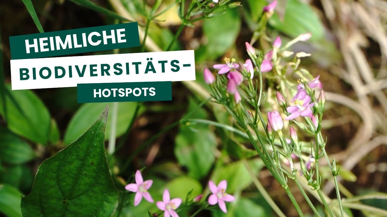 Stromleitungen, die heimlichen Biodiversitäts-Hotspots