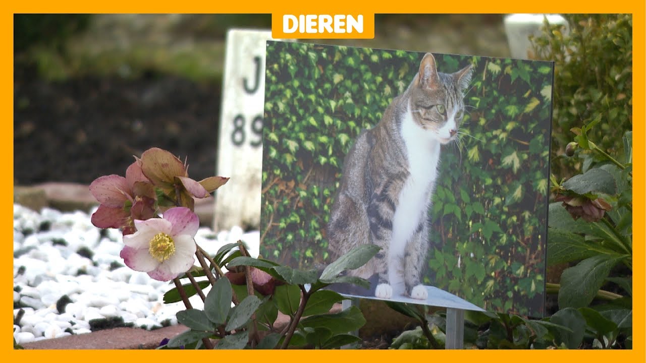 'Afscheid nemen van dode huisdieren is belangrijk'