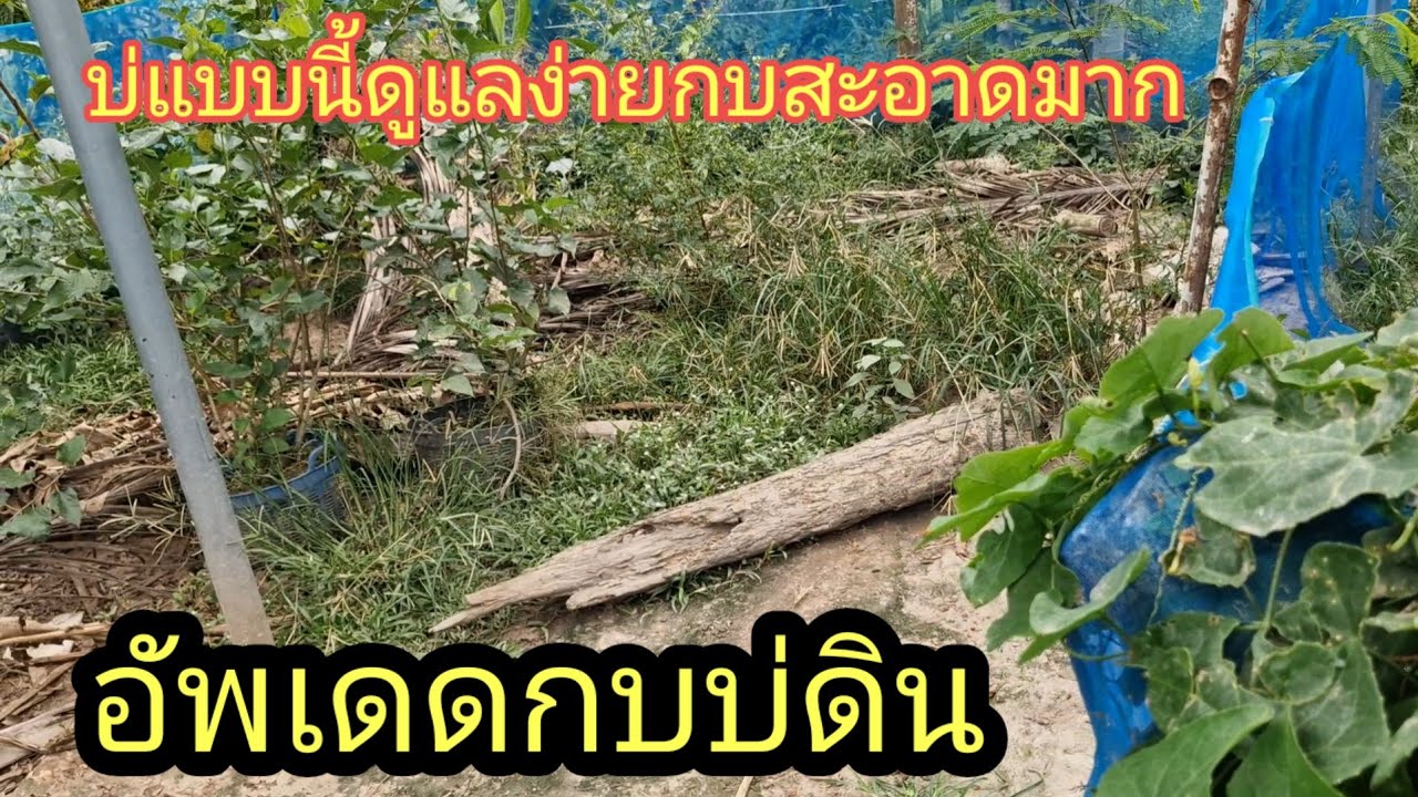 บ่เลี้ยงกบราคาถูก