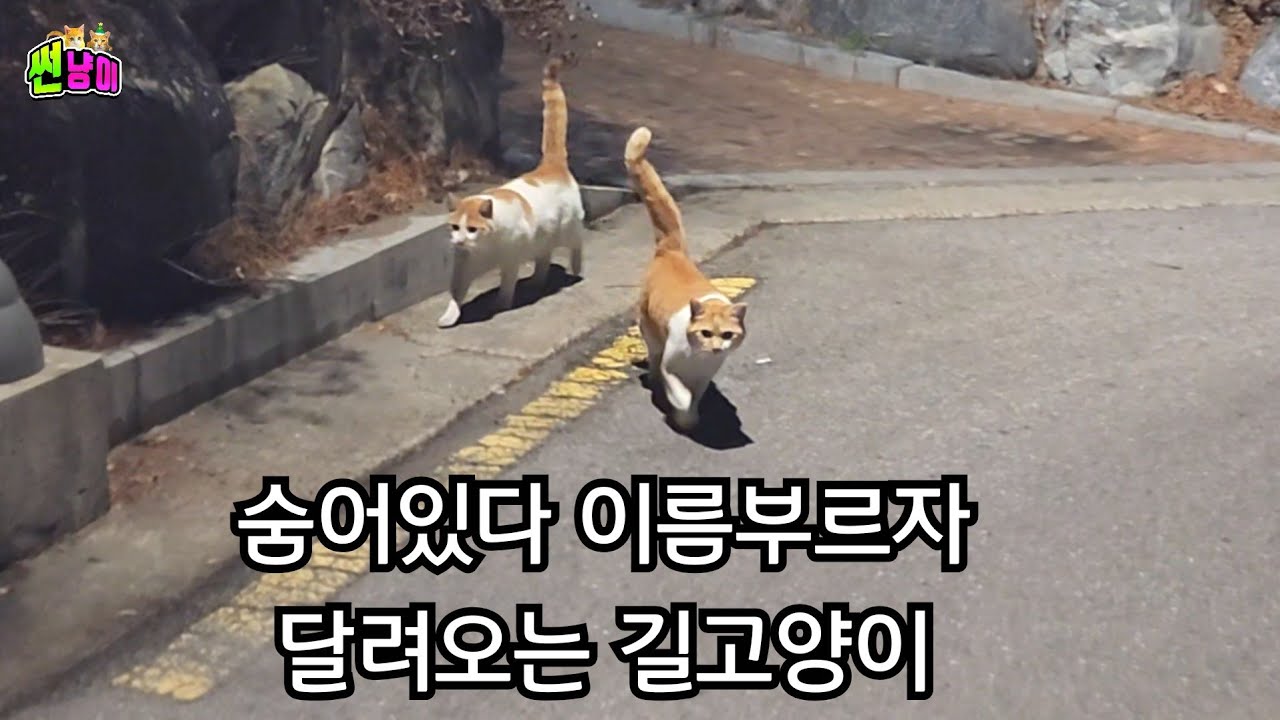 안 보여서 잘못된줄 알았던 길냥이가 이름 부르자 달려오는 길고양이..