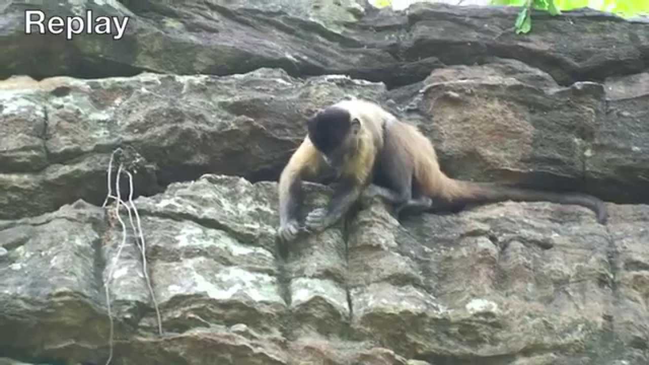 Probe tool use by capuchin monkeys / Uso de sondas por macacos-prego