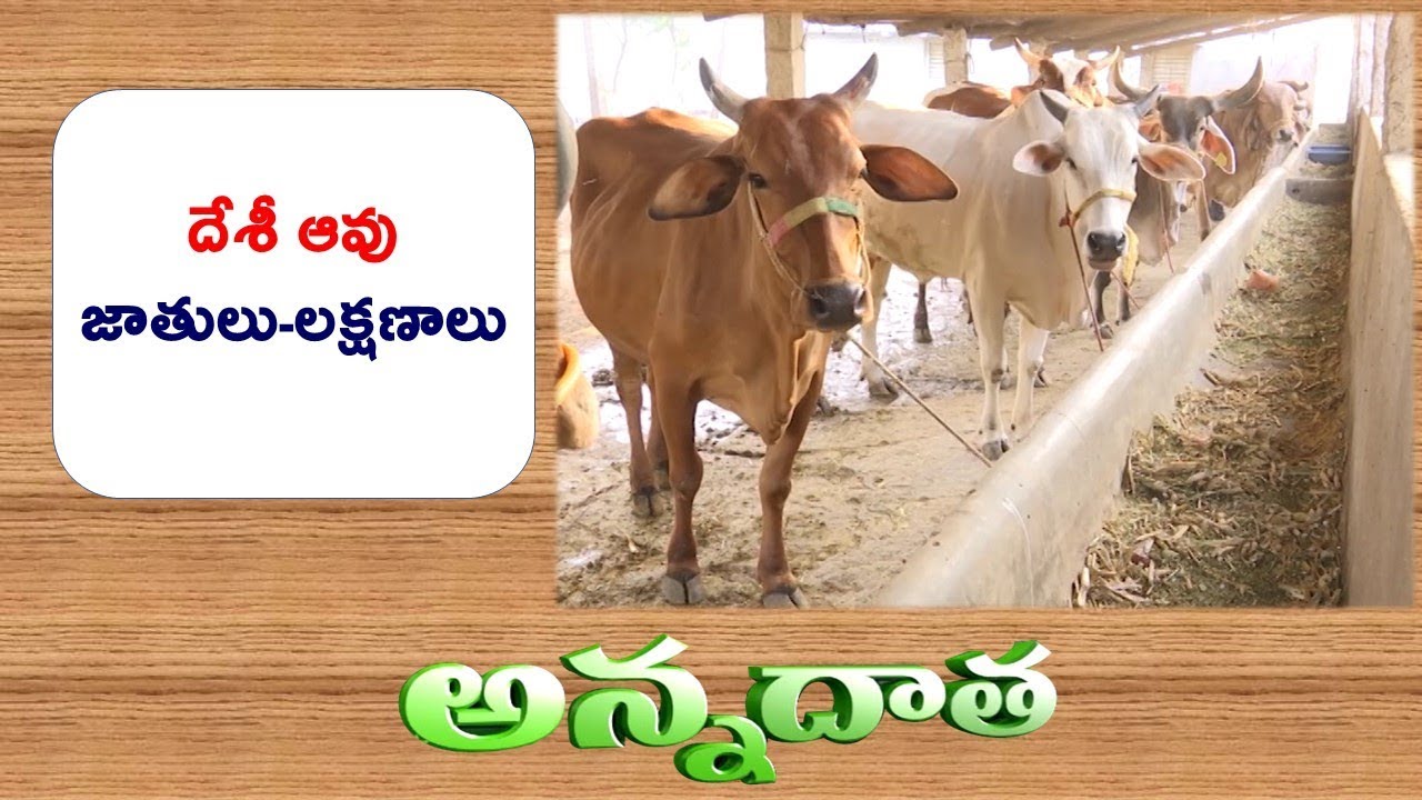 Popular Indian Desi Cows || ETV Annadata