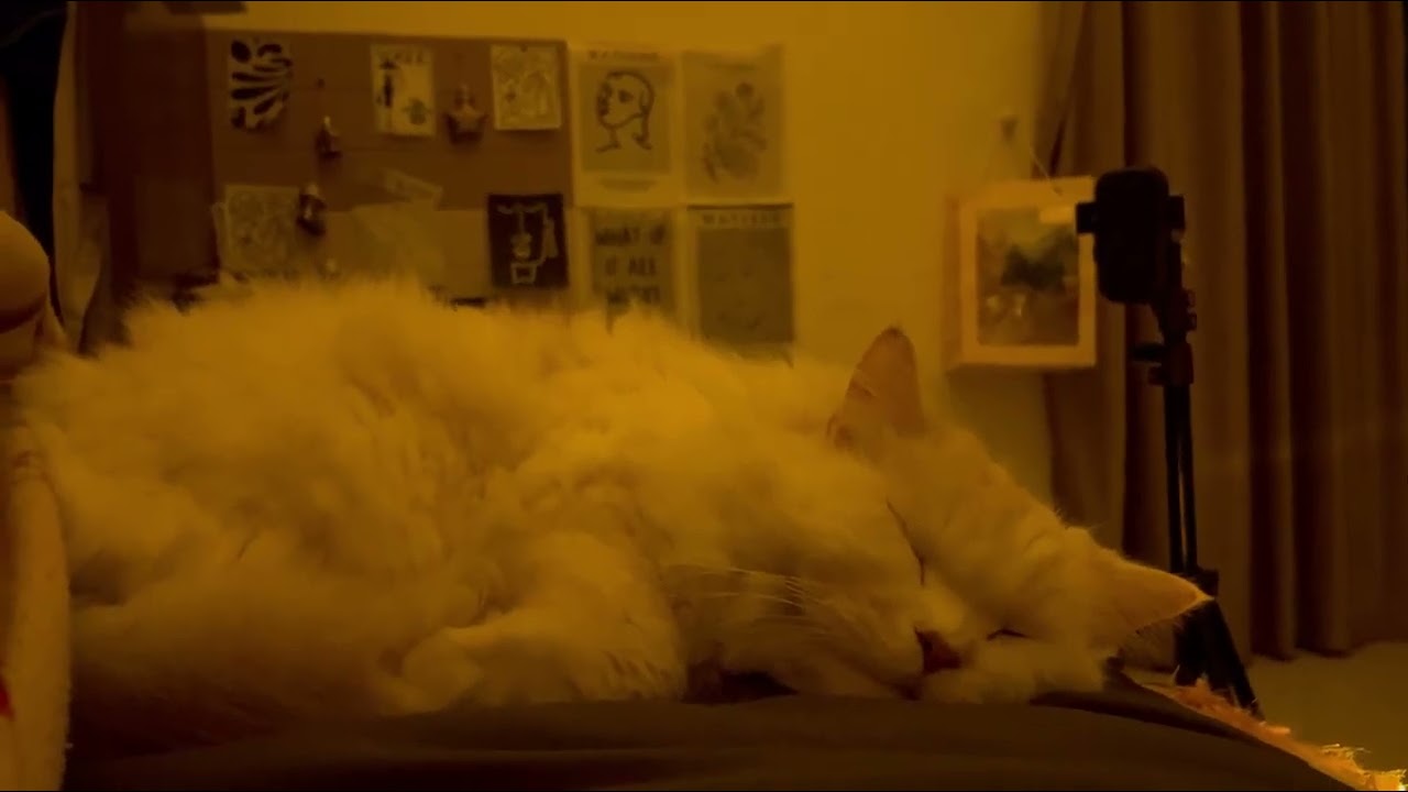 Sleep with Mr. White