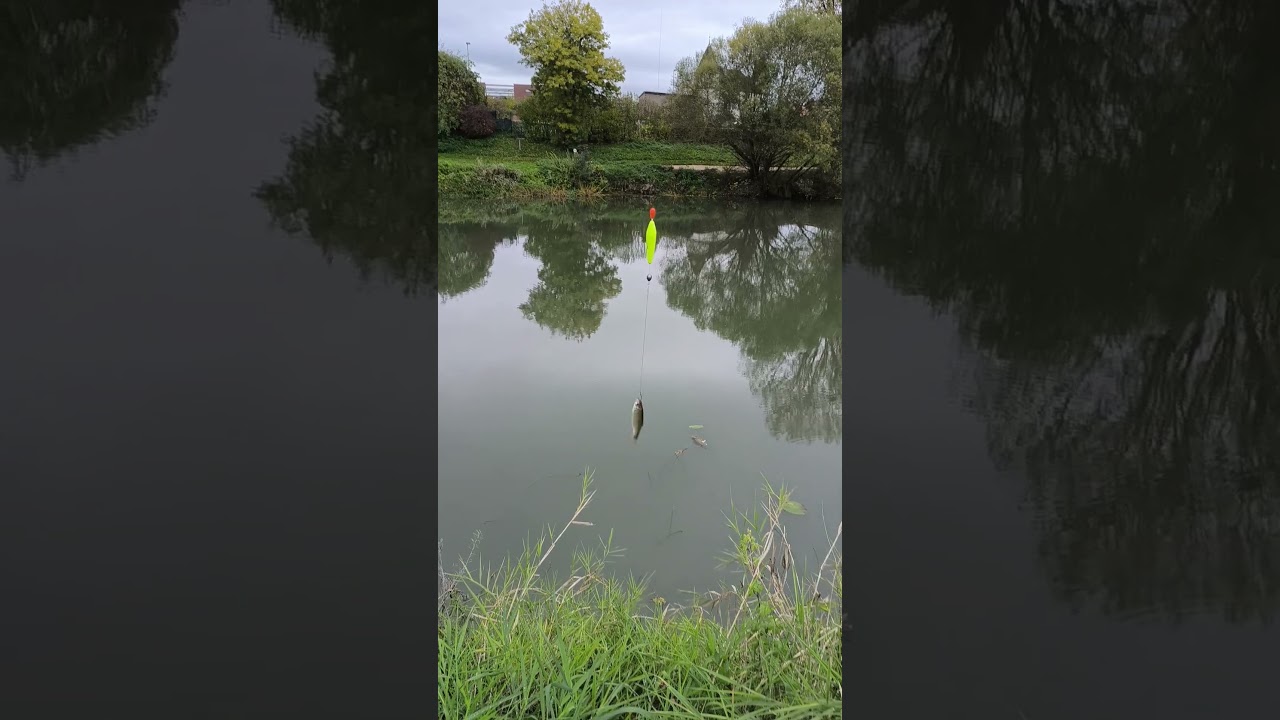 P&ecirc;che au vif#peche#vif#pike#perche