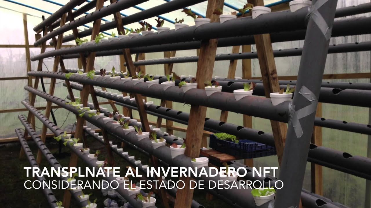 Invernadero (NFT) de lechugas hidroponicas en Villarrica