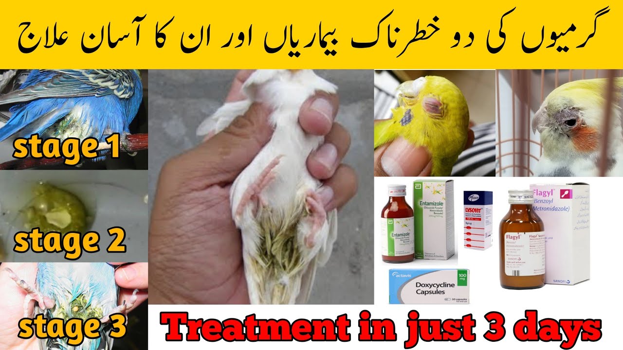 Birds loose motion and eye infection treatment in summer | Summer diseases and treatment