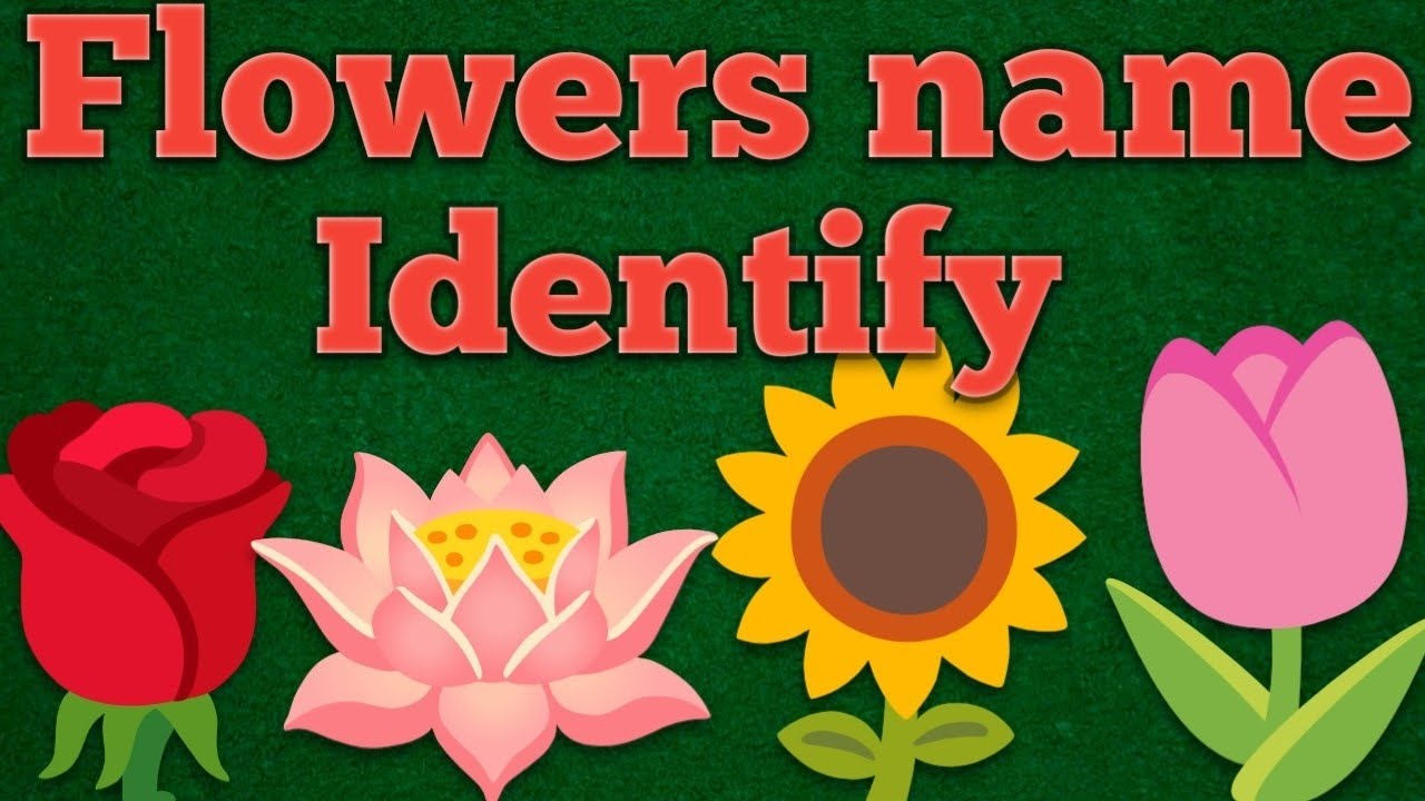 Flowers name  🌺           🌹 Rose 