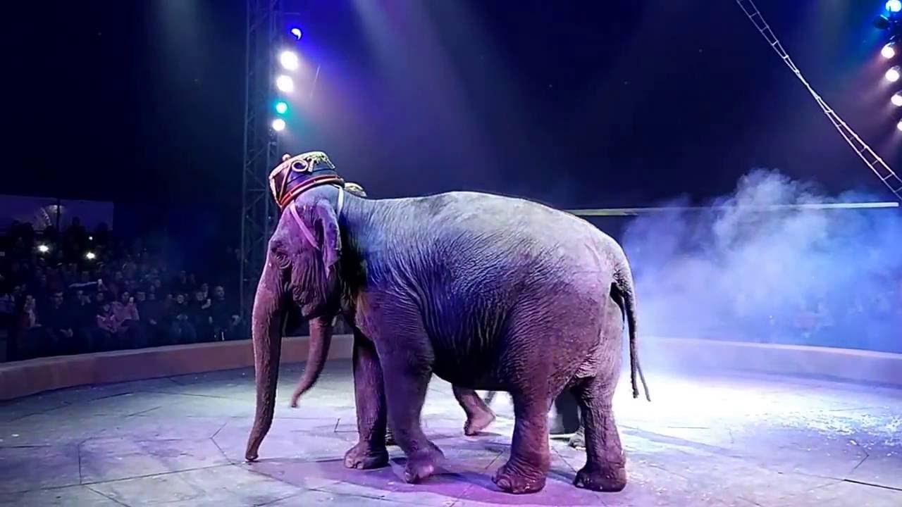 Italian circus in Kyiv, Ukraine