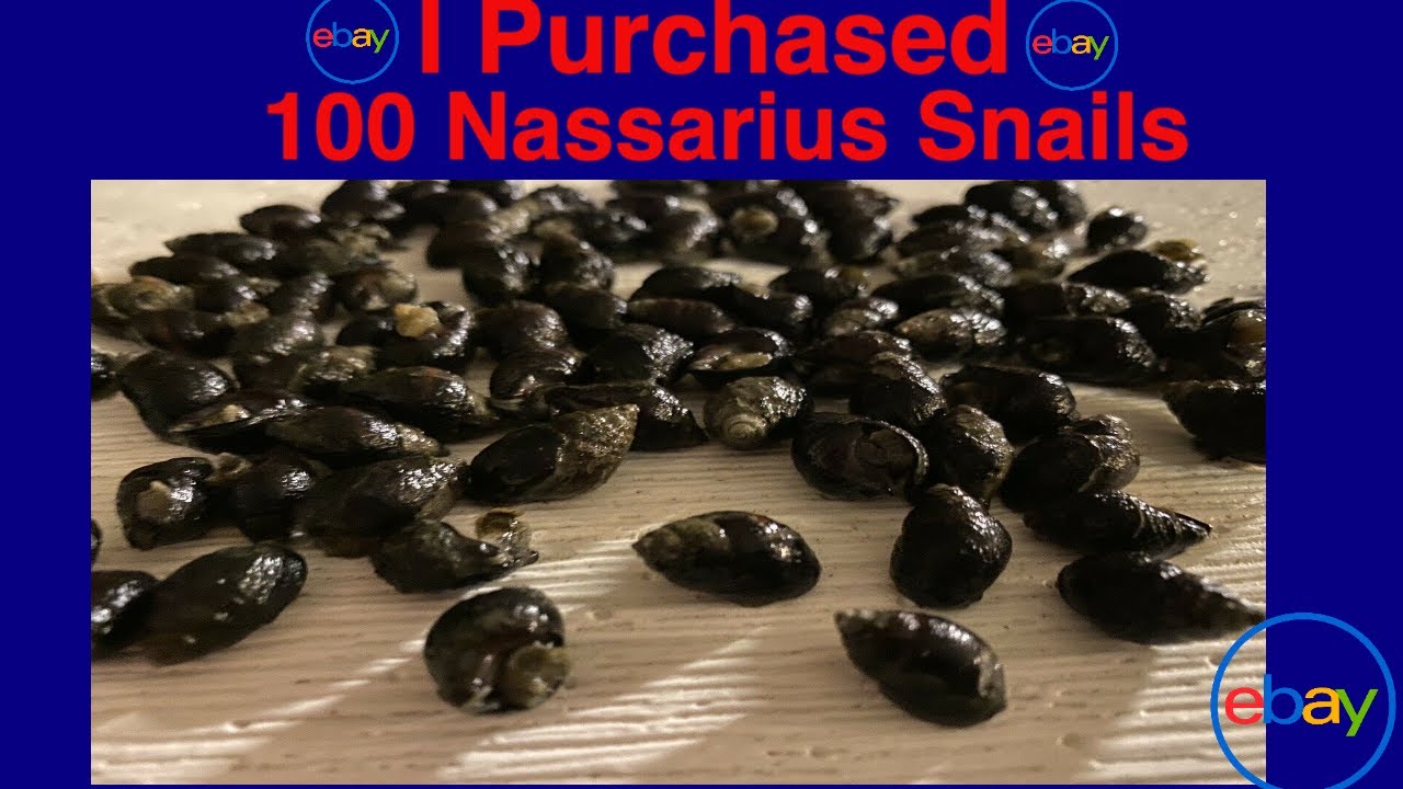 I Purchased 100 Saltwater Nassarius Snails On Ebay, Zombie Snails