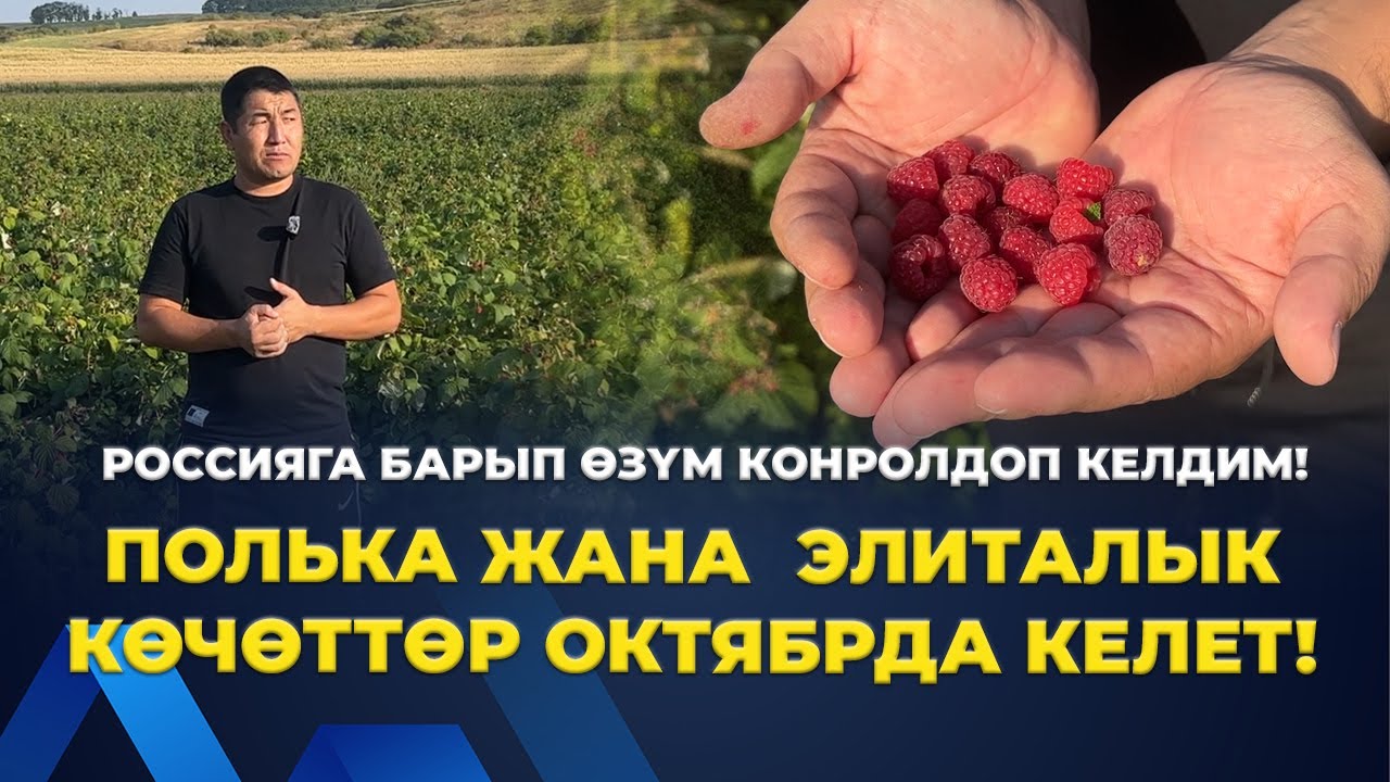 СӨЗҮБҮЗГӨ ТУРАБЫЗ! ӨСПӨЙ КАЛГАН КӨЧӨТТӨРДҮ КОМПЕНСАЦИЯ КЫЛЫП БРЕБИЗ!