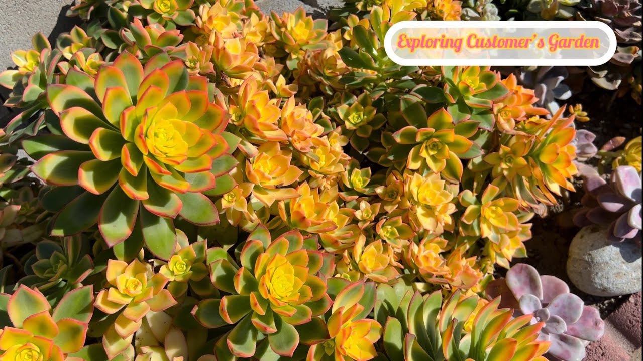 Succulents Paradise: Exploring Kien & Thu’s Garden 