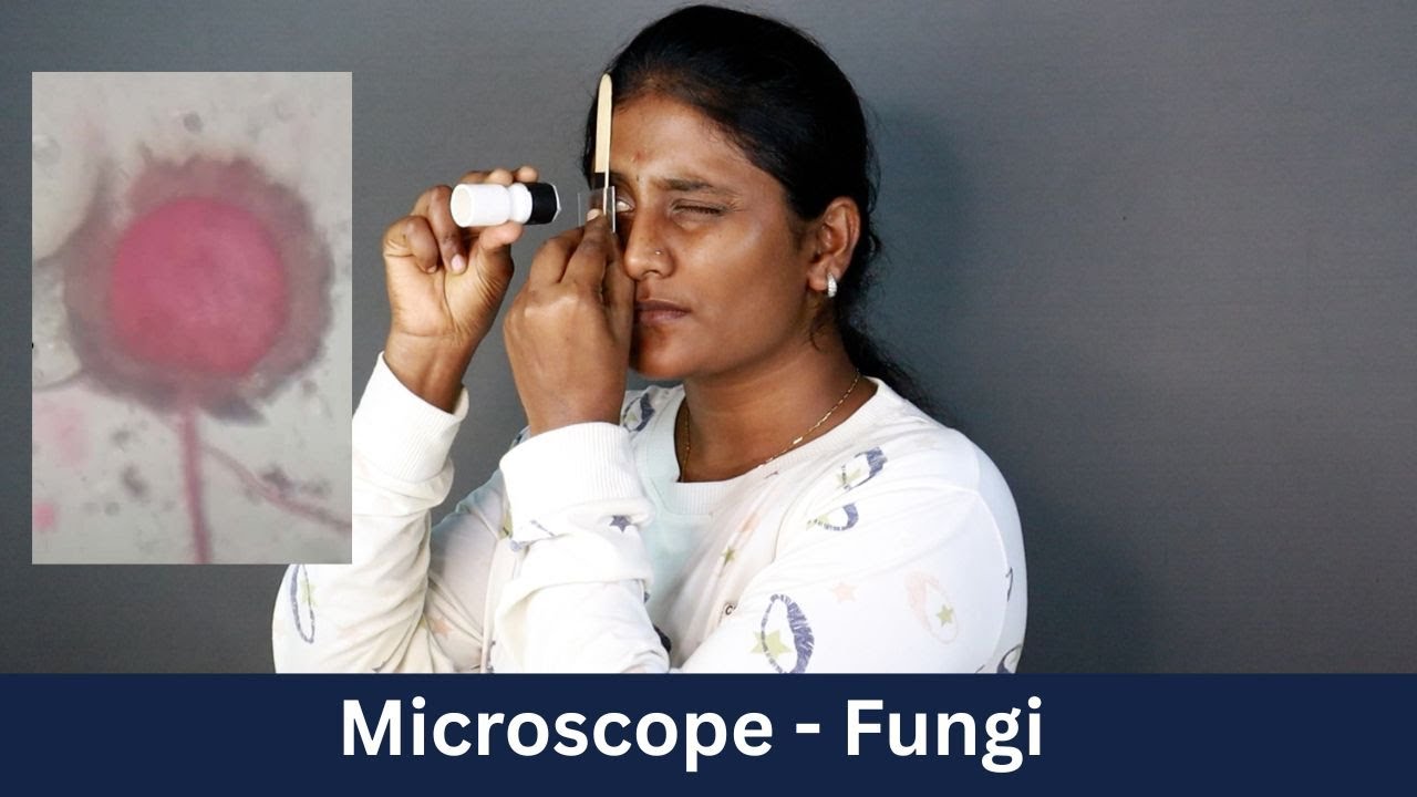Microscope - Fungi | DIY Science | ThinkTac