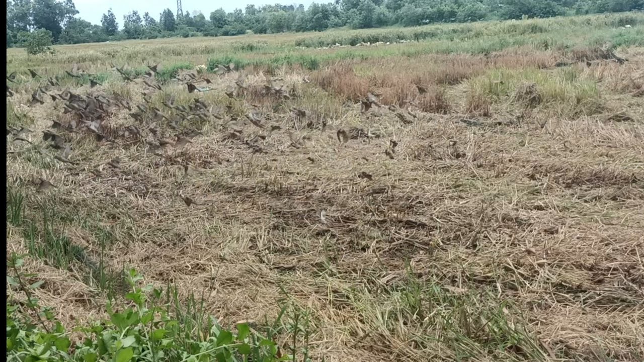 Trúng đậm bầy sẻ trăm con