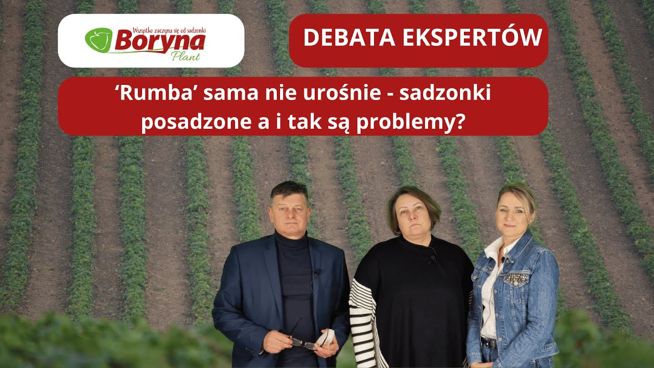 Rumba sama nie urośnie, sadzonki posadzone a i tak są problemy. DEBATA EKSPERTÓW wyjaśniająca wiele