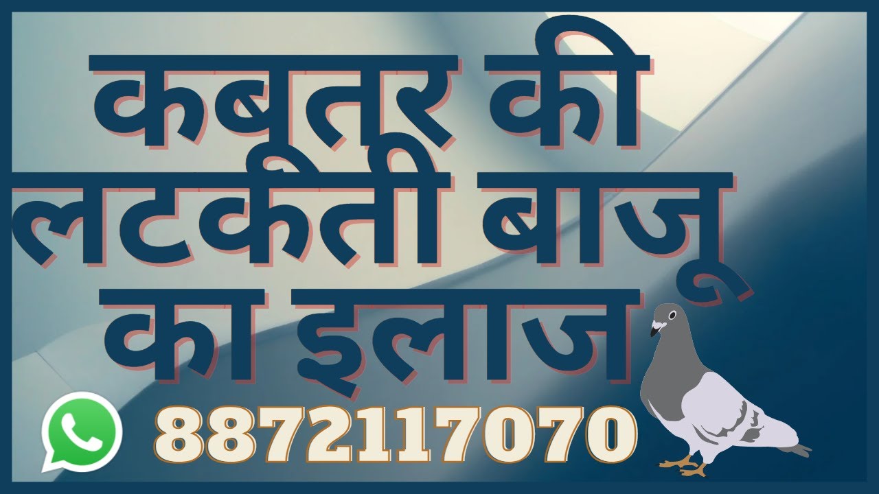 कबूतर की लटकती बाजू का इलाज।।Solution for droopy wings in pigeons|| 8872117070 || 9417399235 ||