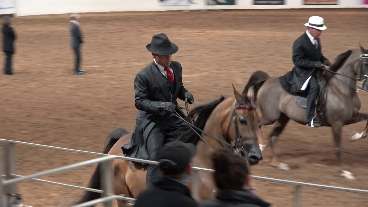Scottsdale Arabian Horse Show 2021 Country English Pleasure Saddleseat- Championship