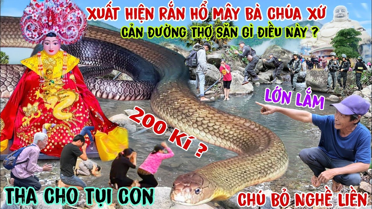 Núi Cấm Xuất Hiện Rắn Hổ Mây Khủng Của Bà Chúa Xứ Cản Đường Thợ Săn Phải bỏ nghề gấp gì điều này ?