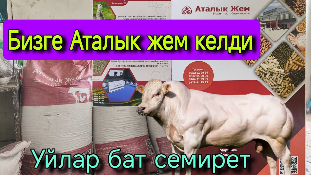 Бизге Аталык жем келди Уйунуз бат семирет