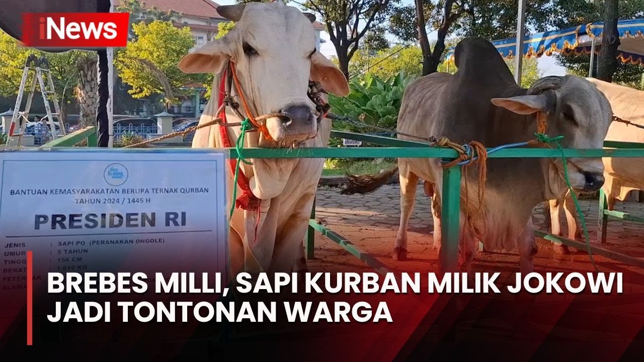 Sapi Kurban Jumbo dan Gagah Milik Jokowi di Masjid Al Akbar Surabaya jadi Tontonan Warga