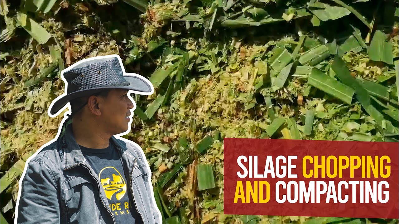 SILAGE CHOPPING AND COMPACTING