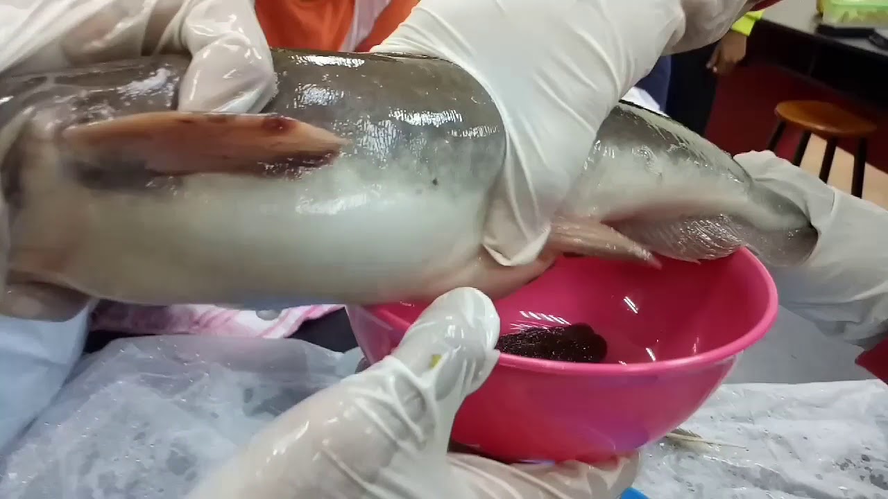 Induced Breeding Process for African Catfish @ Pembenihan Aruhan (UCAM)