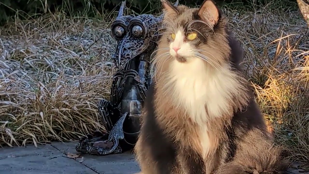 Norwegian Forest Cat: Frozen Garden Games with Odin 